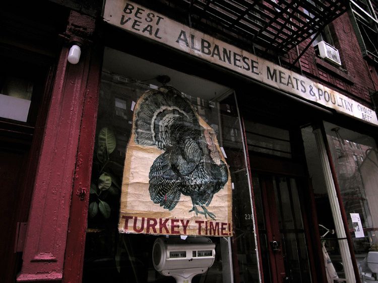 Jochen Brennecke Photography bird gallopavo New York