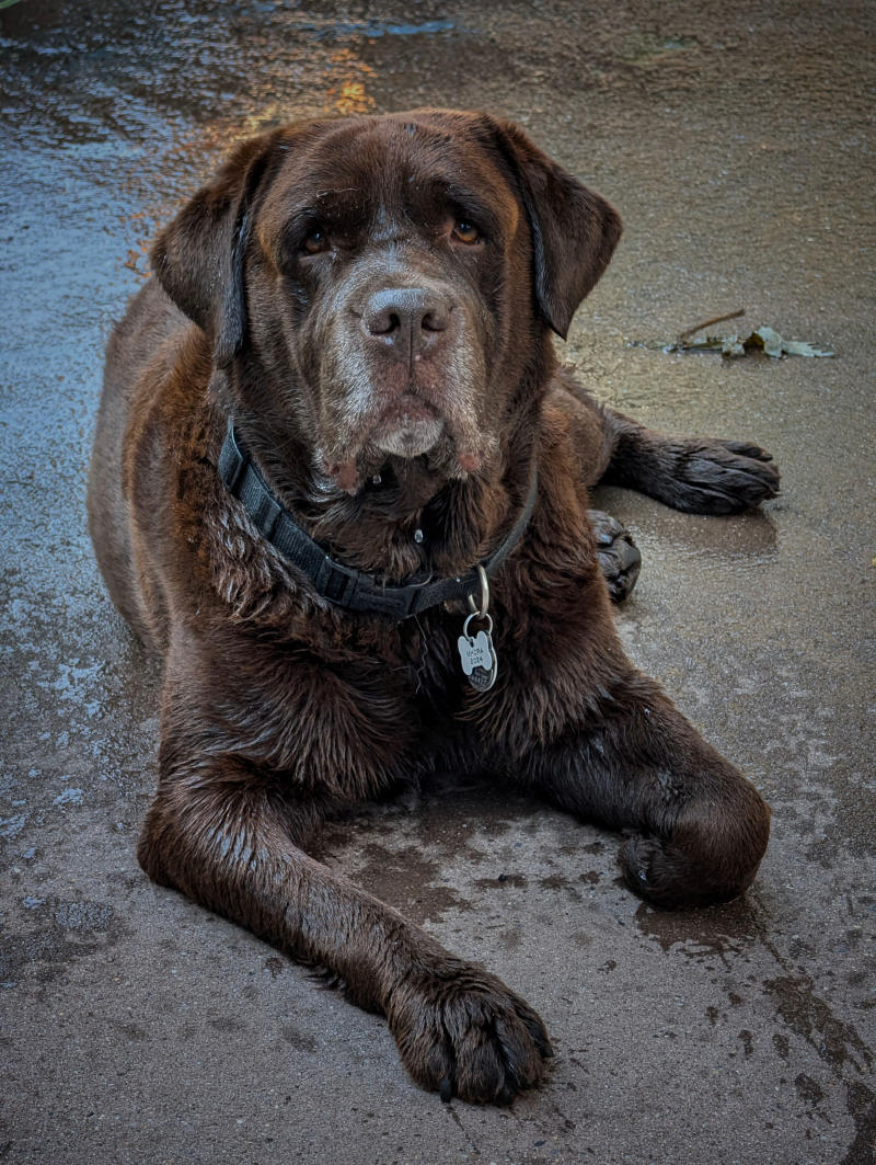 Jochen Brennecke Photography Finnegan in fond memory New York